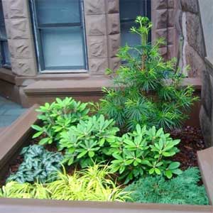 zimzelene-biljke-na-balkonu.jpg