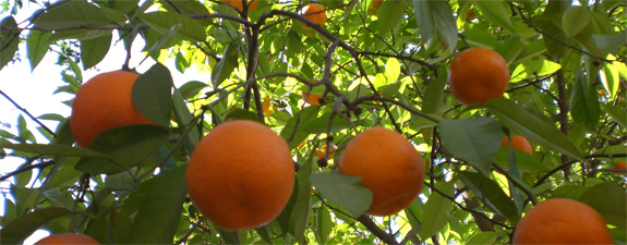 Naranča u vrtu