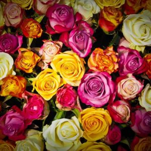 Značenje ruža prema boji