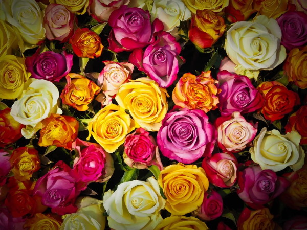 Značenje ruža prema boji