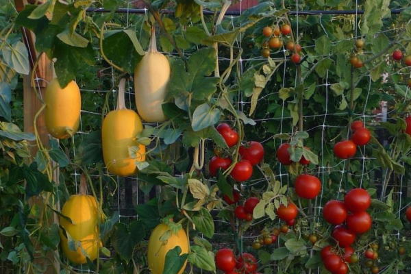 VERTIKALNI VRT – Kako imati vlastito povrće i voće na malom balkonu