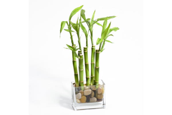 Kako njegovati Lucky Bamboo (Sretni bambus)