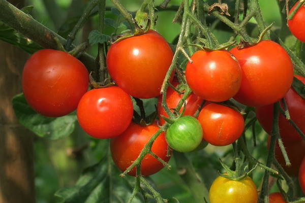 Kako posaditi rajčice na balkonu i terasi?