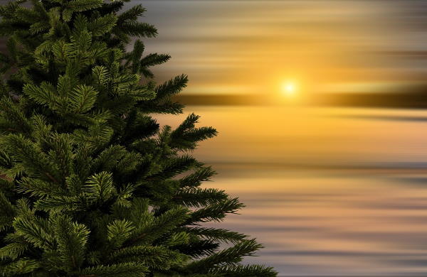 Umjetni božićni bor, rezano stablo ili živo božićno drvce u tegli – što je ekološki bolja opcija